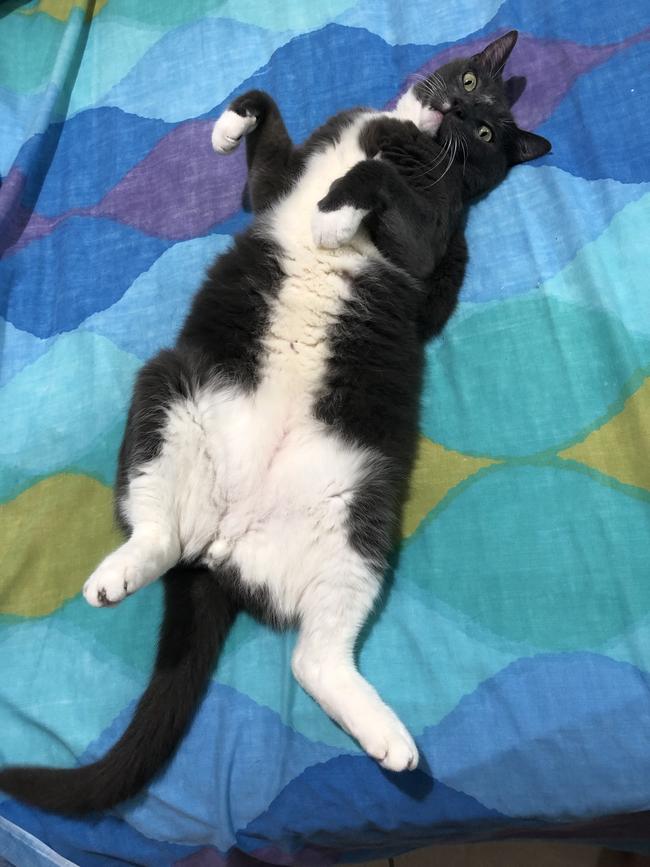 Batista loves to show off what his mumma gave him! Picture: Peta Faehse