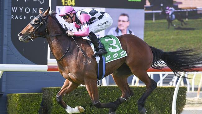 Gardenzio will prove hard to catch around his home track of Wyong on Thursday. Picture: Bradley Photos