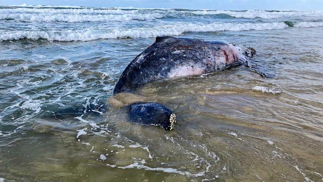 BEACHED: The carcass of  a 2 year old hump back whale washed up on Tallow Beach. Picture: Christian Morrow