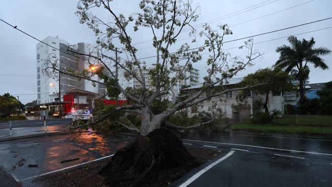 A tree brought down in Mackay on Monday afternoon as the cyclone stole closer to landfall. Picture: Annette Dew