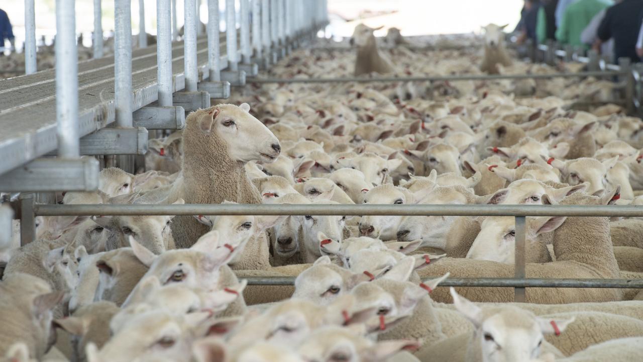 National Livestock Reporting Service’s lamb and sheep slaughter numbers ...