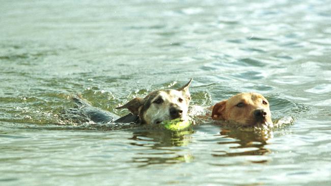 Dogs swimming in Lake Burleigh where fatal shark attacks have occurred. Pic Geoff McLachlan.