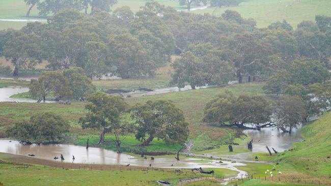 Big chill: Lambs battle cold, wet conditions in the Western District.