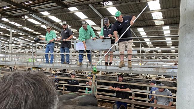 Action from the Leongatha store cattle sale. Picture: Madeleine Stuchbery