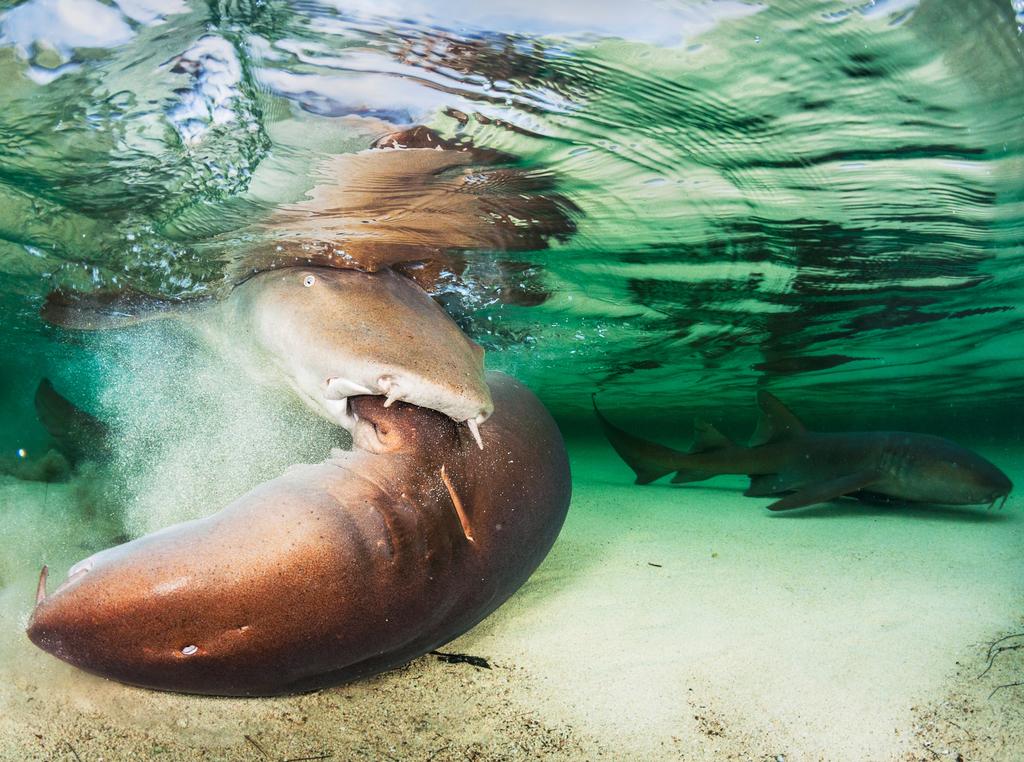 Underwater Photographer of the Year 2018. HIGHLY COMMENDED Category 4. Behaviour Credit name: Shane Gross/UPY 2018 Nationality: Canada Image caption: Nurse shark mating is no gentle affair. Country taken: The Bahama Location: Eleuthera Island. “I woke up just before sunrise to the splashing sound of mating nurse sharks just 50 steps from shore in 2 feet of water. Once the males were locked on to the females pectoral fins they were so distracted it was like I wasn’t even there.”