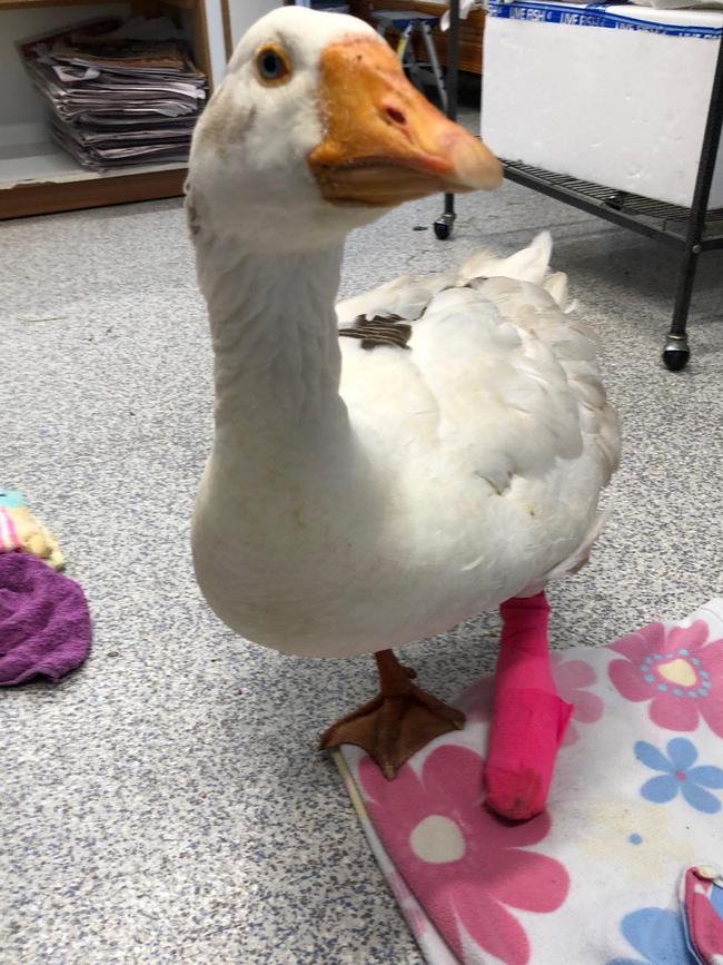 The celebrity goose was taken to an avian specialist, where she remains. Picture: Supplied.