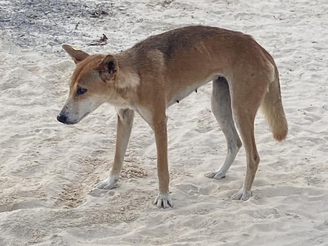 Woman fined $2500 after rangers spot her feeding a young dingo