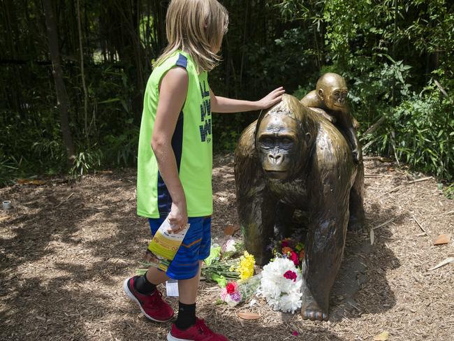 A child touches the head of a gorilla statue outside the Gorilla World exhibit at the Cincinnati Zoo &amp; Botanical Garden. Picture: AP Photo/John Minchillo