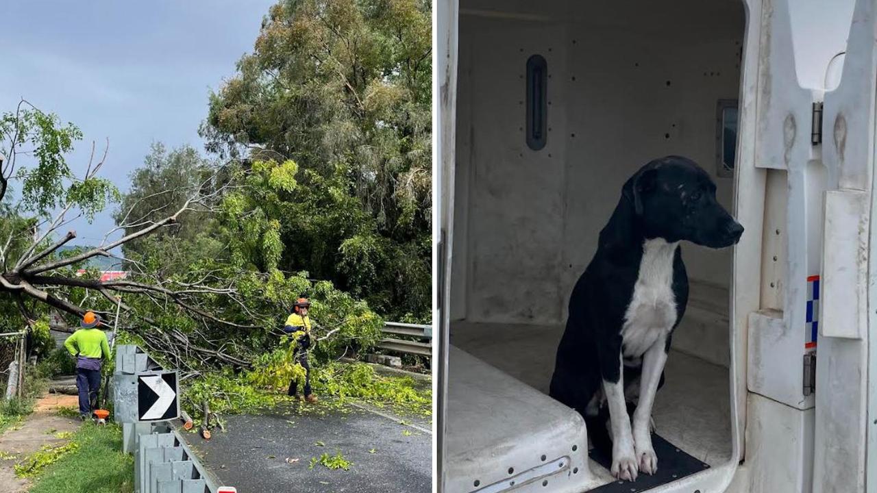 Huge tree down, pooch in paddy wagon as wild storm lashes city