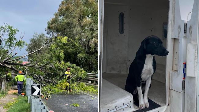 Huge tree down, pooch in paddy wagon as wild storm lashes city