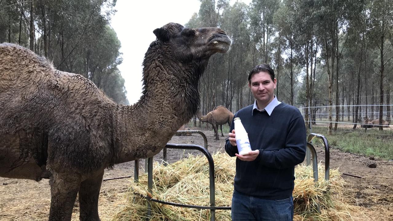 Marcel Steingiesser quit his day job as a mining engineer to milk wild camels for a living.