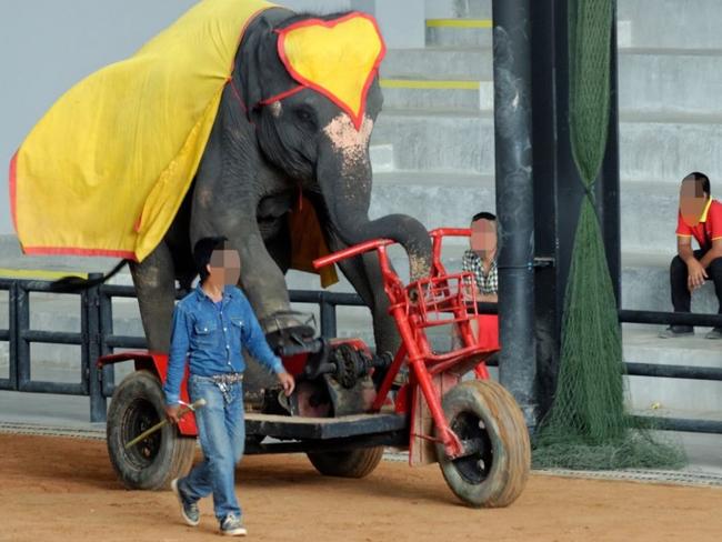 Elephants used for entertainment at a venue in Thailand. Picture: World Animal Protection