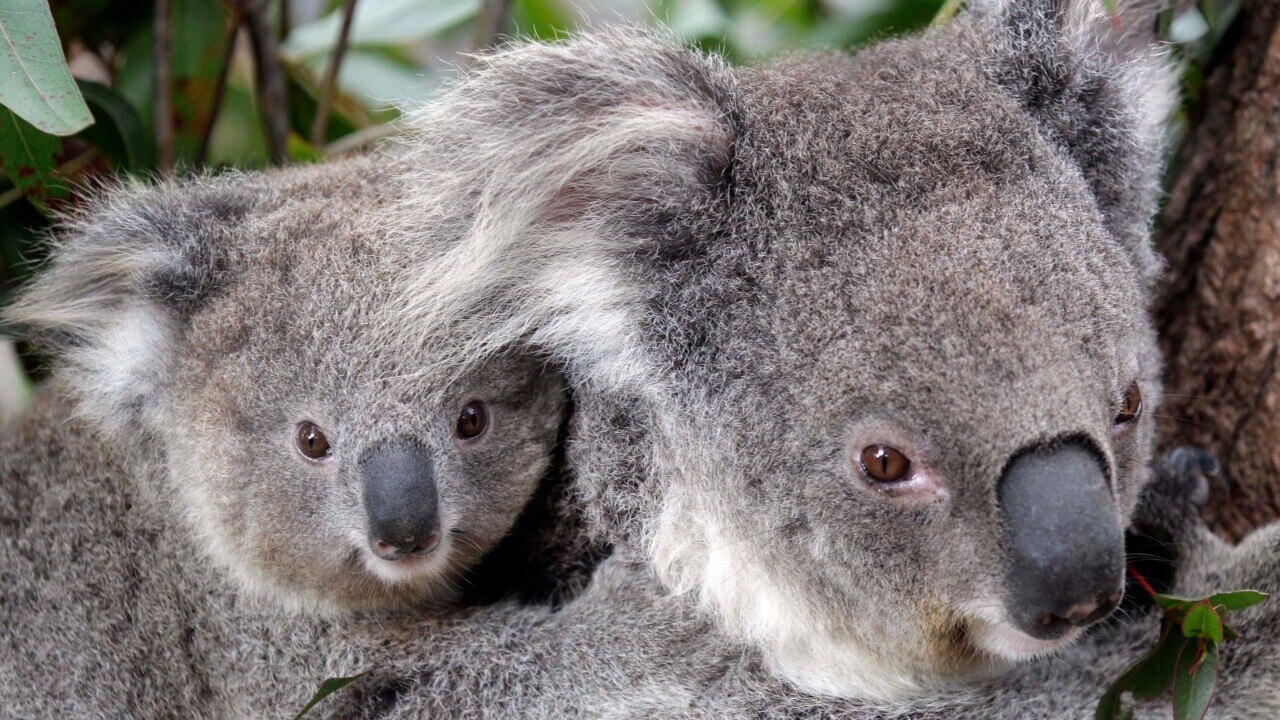 Koala movements spike as a Brisbane road lowers speed limits