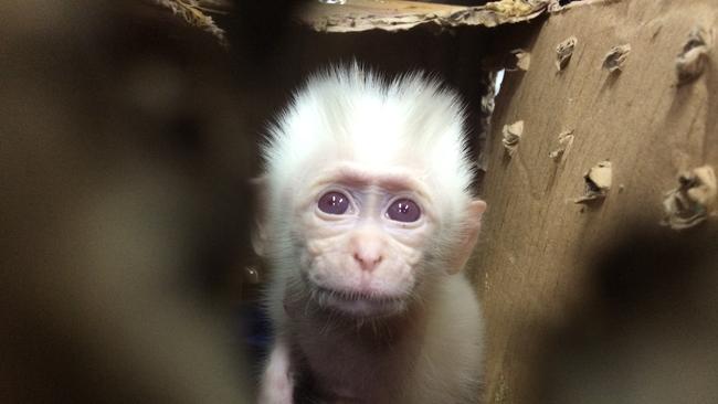 A albino monkey rescued and taken to Ellis Park in Indonesia. Picture: Revalino Reval