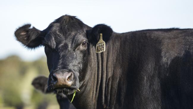 China has suspended imports of meat from four Australian abattoirs located in Queensland and NSW. Picture: Dannika Bonser