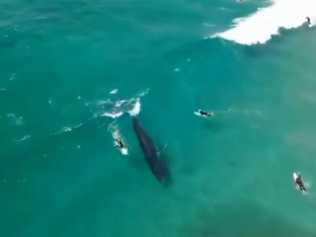 Bryde's whales have been filmed with surfers at Lennox Head.