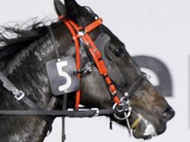 Gloucester Park pacing action from Friday 13th June 2014. Isaiah Artois driven by Colin Brown convincingly wins the $100,000 International Animal Health Pearl classic for trainer David Thompson and owner S.Johnson. PICTURE : BILL CRABB.