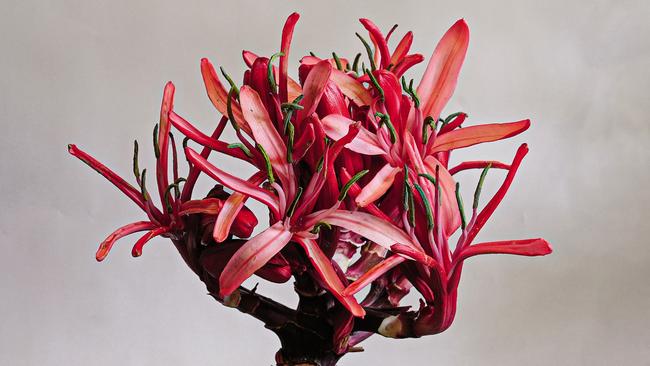 Gymea lily