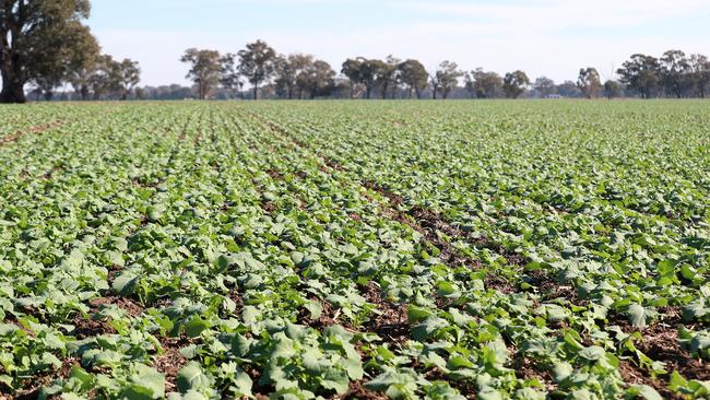 Canola emerging at Rutherglen in northern Victoria. Picture: Yuri Kouzmin
