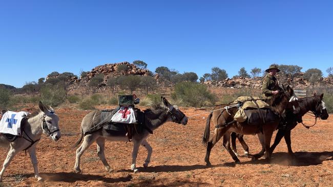 Mick Batchelor leads his crew of donkeys and mules on his horse Wally. Photo: Laura Hooper.