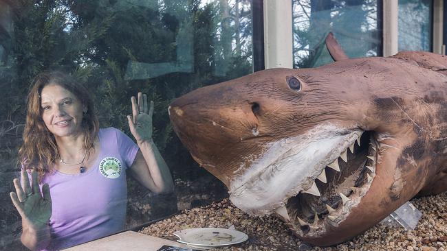 'Rosie' the shark when she was delivered to Crystal World Prehistoric Journeys Exhibition Centre in Devon Meadows. Picture: Ian Currie