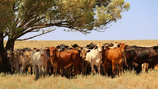 Stock limits on leased crown land will be preserved under the new Labor government.