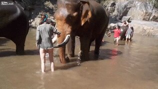 Angry elephant takes aim at tourist