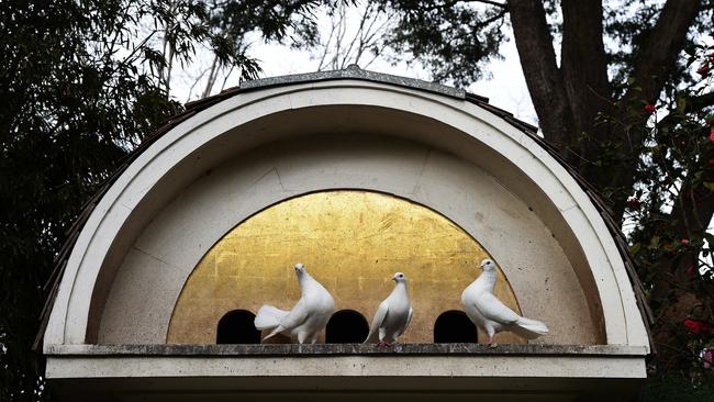 Eryldene Historic House and Garden is looking for volunteers to look after their Dovecote. It's a beautifully-designed structure by architect Hardy Wilson as part of the assemblage of buildings in the garden. There have been doves living there for over 100 years and they're looking for people who have an affinity for doves and pigeons. volunteer Suzanne Bravery with the doves at the dovecote.