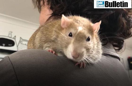 AWLQ Gold Coast fat rats for adoption