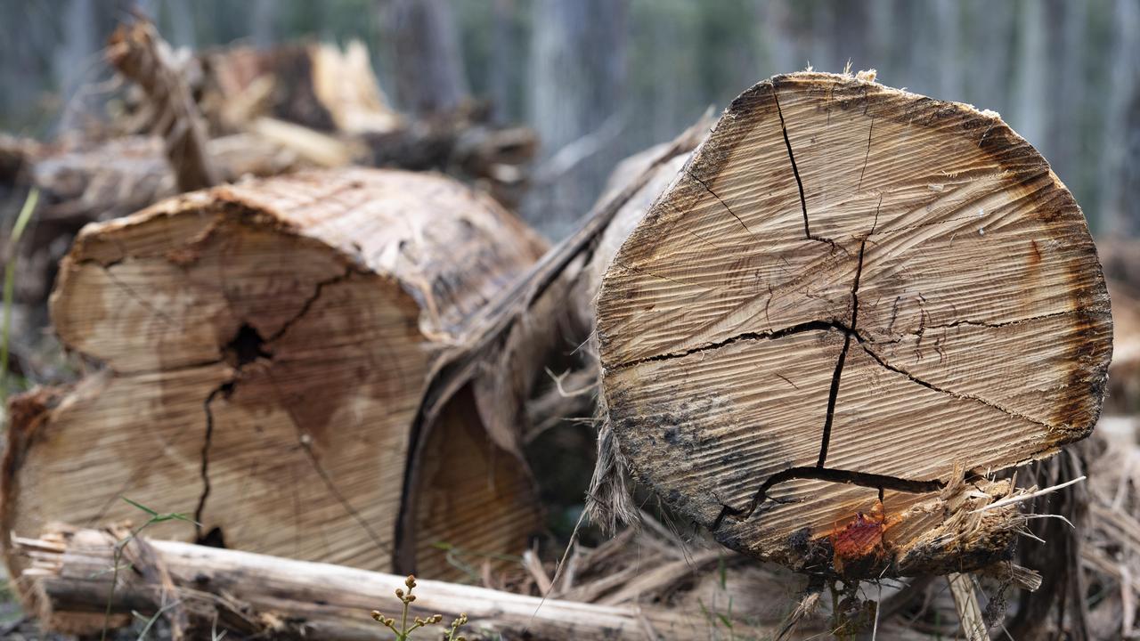 South Australia remains the only state in the country where people cannot obtain a permit to collect wood for their own use. Picture: Zoe Phillips