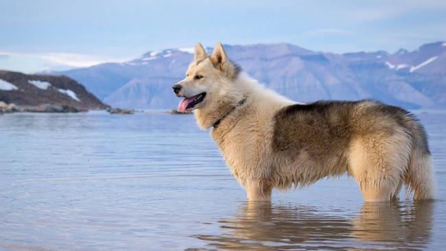 One of the huskies of the Sirius Dog Squad taking a break in the icy Greenland waters.