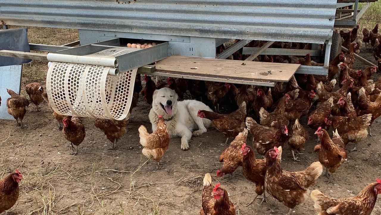 The owners behind Mount Jukes Family Farm, about 30 minutes' drive north of Mackay, have lodged plans to build an indoor restaurant and brewery which will feature dishes made from homegrown produce including pasta made with eggs from the free-range chickens. Picture: Facebook