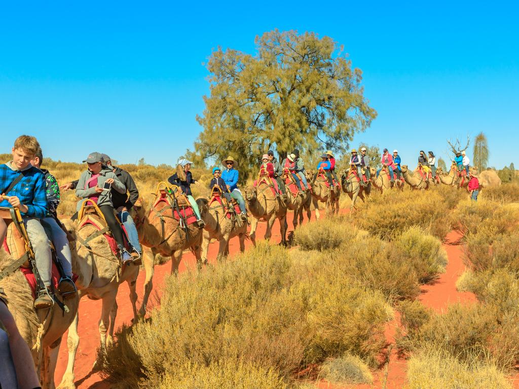 Uluru Camel Tours around the stunning landscape on sand dunes of Australia's Red Centre.