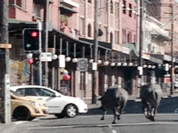 Two water buffalo charging down King St, Newtown in March 2014. Picture: Channel 9