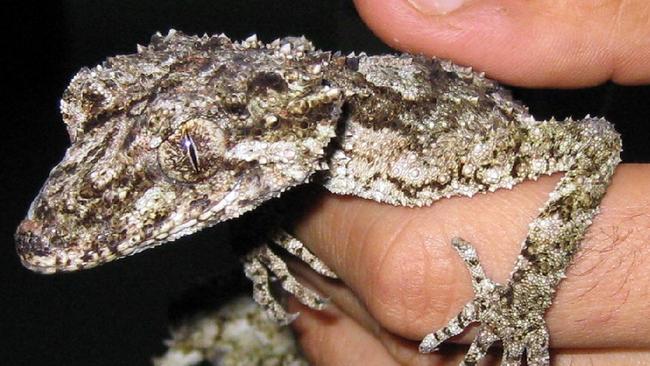 In this photo released by the Australian Customs Service 20/05/2008, a Australian leaf-tail gecko which was found concealed within a book intended for delivery in the Czech Republic is seen in Sydney. Wildlife smugglers tried to mail 15 Australian geckos to Europe in hollowed-out books and photo frames, but most of the leaf-tail geckos were found dead from lack of air, food and water when the parcels were opened by Australia Post, said a statement from the Customs Service. Those that survived were being looked after by wildlife activists.