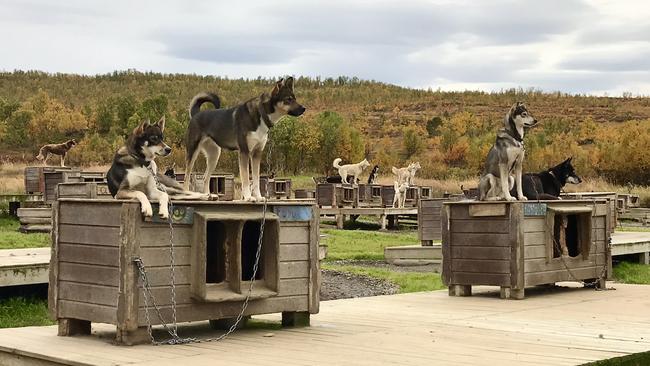 Sled dogs at a property near Tromso. Picture: Penny Hunter