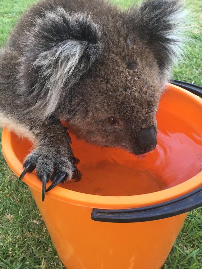 A thirsty koala drinks out of a bucket at Mitcham Primary Reserve. Buckets of water can help but shallow dishes are better, in case of small joeys. Picture: Craig Cook