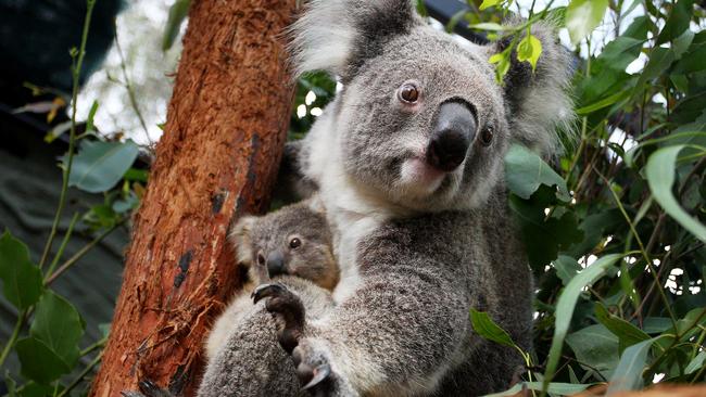 SYDNEY, AUSTRALIA - MARCH 02: Koala joey Humphrey is comforted by mother Willow at Taronga Zoo on March 02, 2021 in Sydney, Australia. Eight-month-old Humphrey is the first koala joey born at Taronga Zoo in over a year, and only recently emerged from his mother Willow's pouch. Koala joeys stay in their mother's pouch for up to 6 months and it is only from around that age that they begin to emerge and attach themselves to their mother's back. (Photo by Lisa Maree Williams/Getty Images) ***BESTPIX***