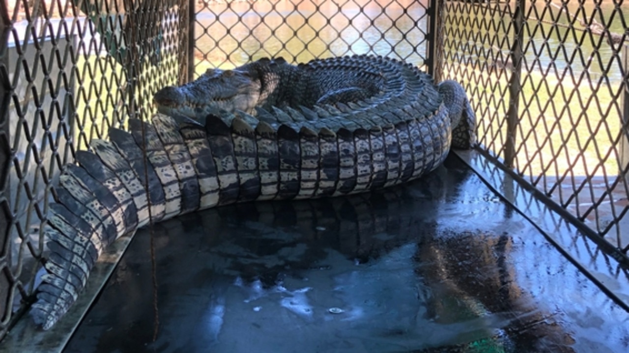 VIDEO: Large saltwater croc caught in Townsville