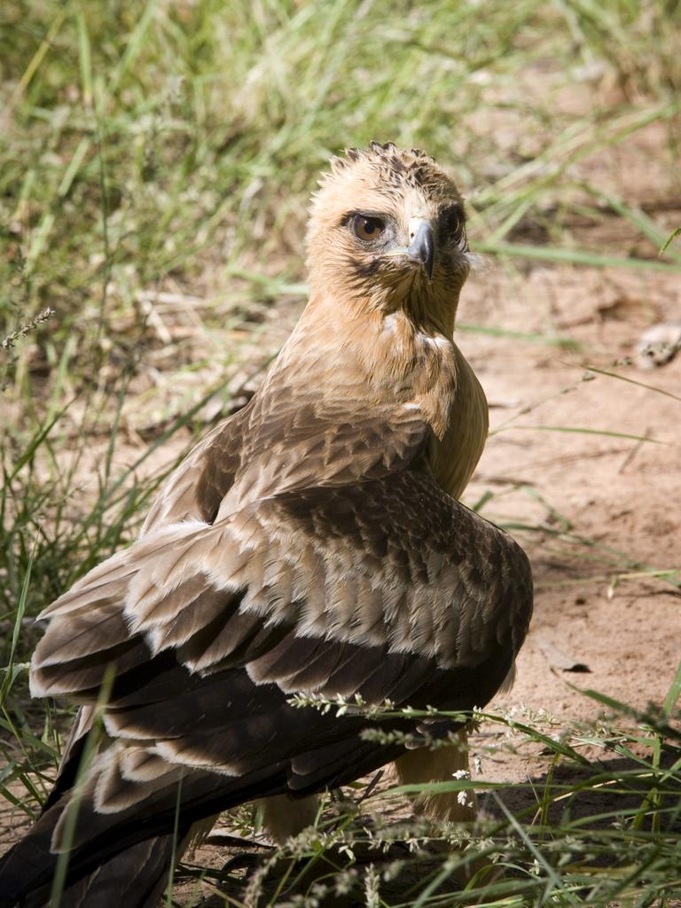 The little eagle, which is now classed as vulnerable but was not previously listed. Picture: Russell Shakespeare