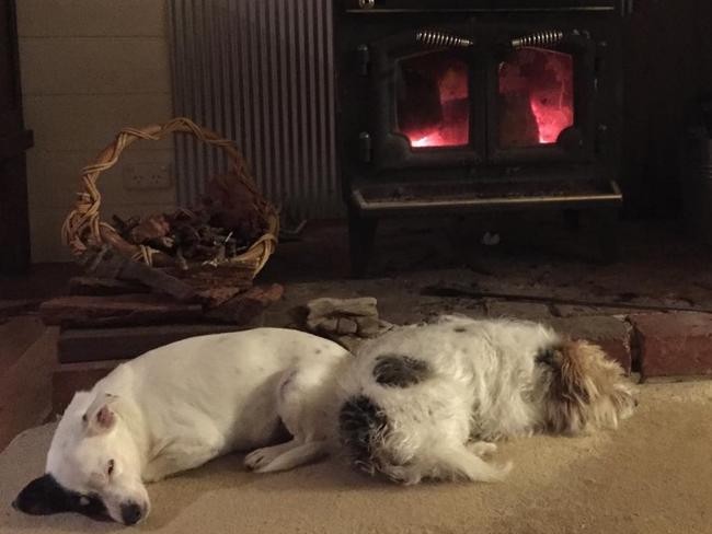 Steve Herbert's dogs Patch (left) and Ted. Picture: Supplied: Facebook