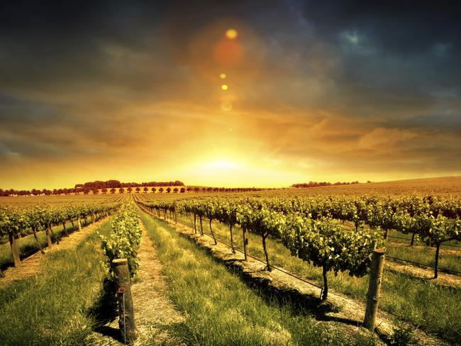 Adelaide’s proximity to its world famous vineyards is part of the appeal.