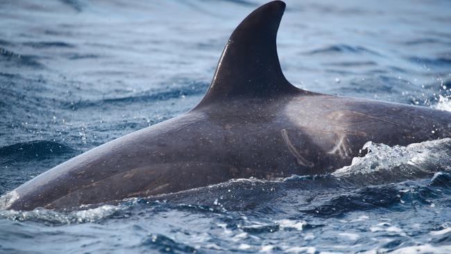 Scars can be seen on one of the animals. Picture: Whale Watching Sydney/Ted Lamb