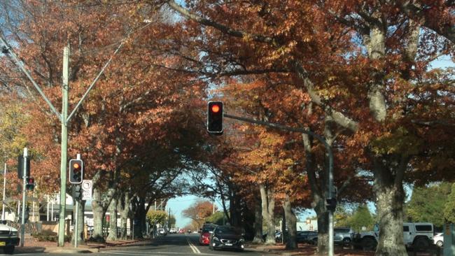 The current northern entrance to Bowral features eight mature Pin Oak trees, which the project would remove. Picture: Wingecarribee Shire Council