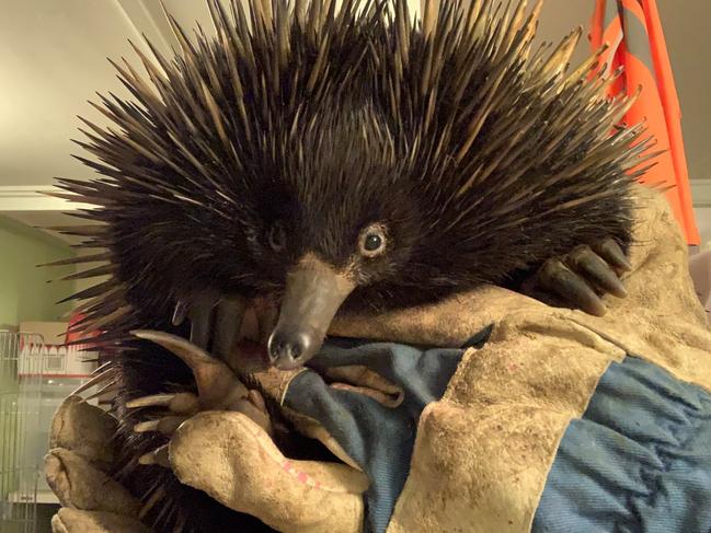 LUCKY: This echidna survived a a 10km journey stuck in a car wheel, escaping with only minor injuries. Currently in care with Northern Rivers Wildlife Carers, he is expected to make a full recovery. Photo: Supplied