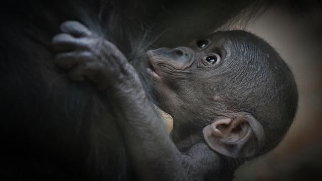 Bald baby ... A young bonobo nurses on its mother.