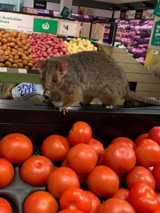 Two possums were spotted eyeing off a feast on Tuesday evening at Woolworths Narrabeen. Picture: Heleen Pol