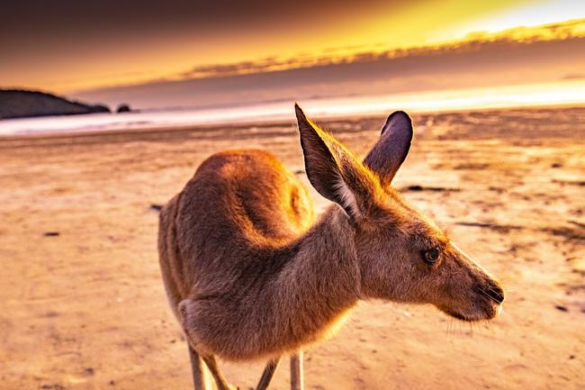 The Mount Jukes Eco Resort, built from scratch by yoga aficionado David Deakin, holds glamping tents and a half-moon shaped house that face Mt Jukes and Mr Deakin says the â€œenergyâ€ of the property has to be experienced to be understood. Picture: Contributed
