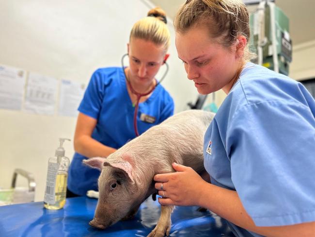 Volunteers examining a pig at Te Are Manu vet clinic in the Cook Islands. Picture: Vets Beyond Borders