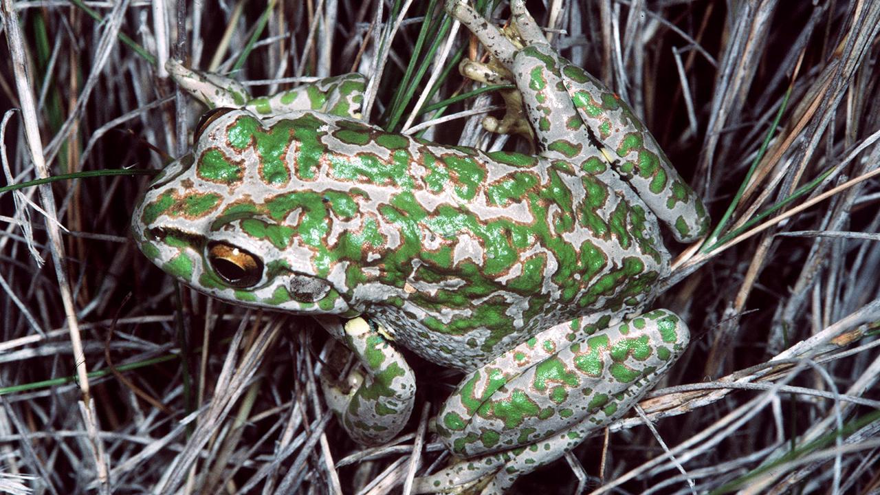 The hitchhiking spotted-thighed frog.